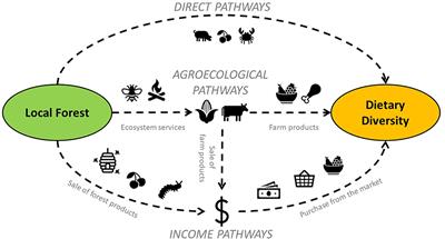 Testing the Various Pathways Linking Forest Cover to Dietary Diversity in Tropical Landscapes